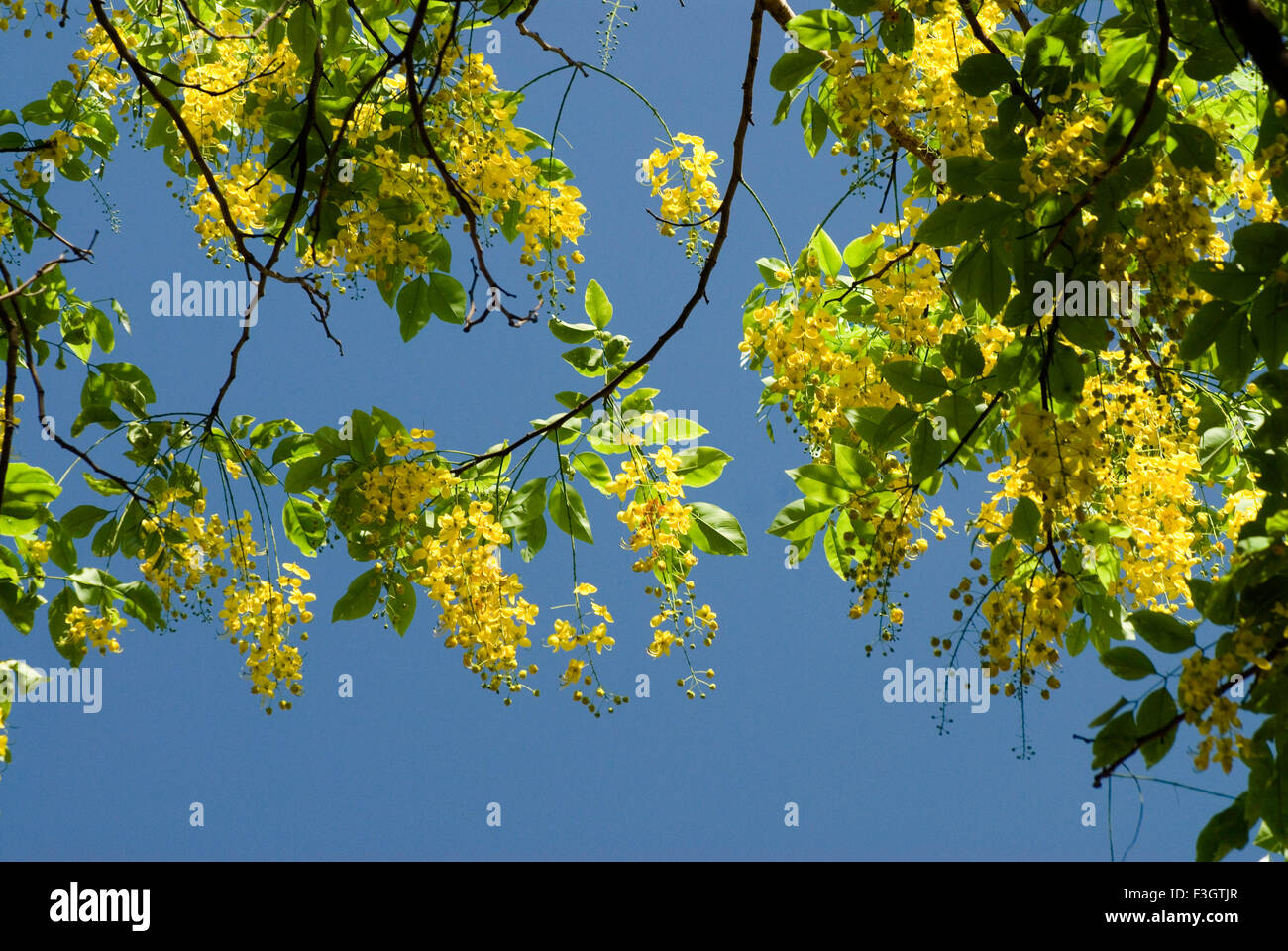 Yellow flowers of Indian laburnam cassia fistula Stock Photo