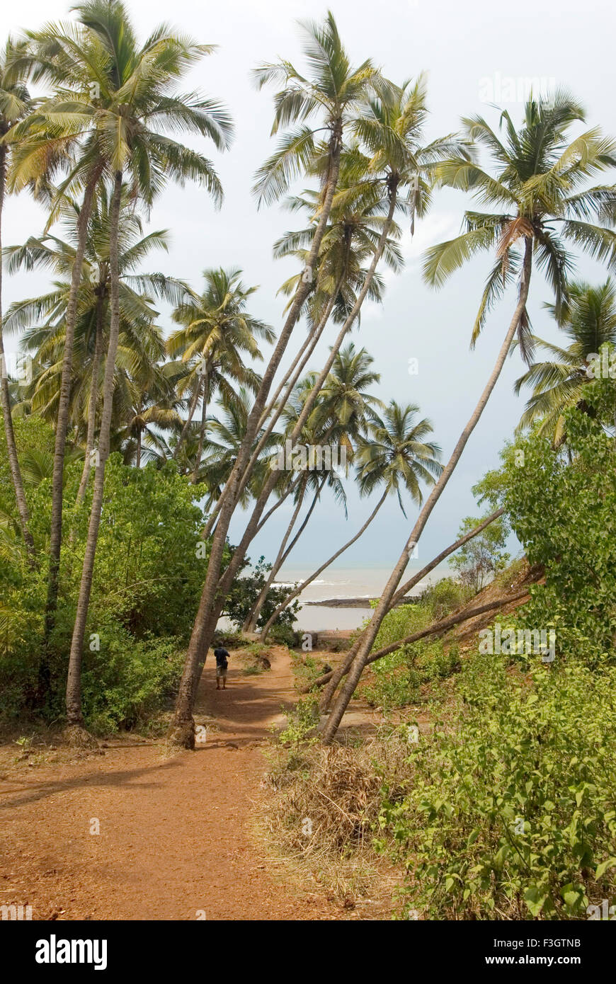 Palm trees coconut trees at reddi beach ; district Sindhudurga ; Maharashtra ; India Stock Photo