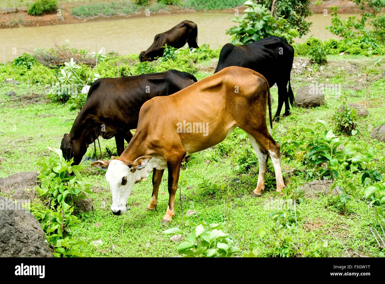 A drove of cows grazing in a field ; Maharashtra ; India Stock Photo