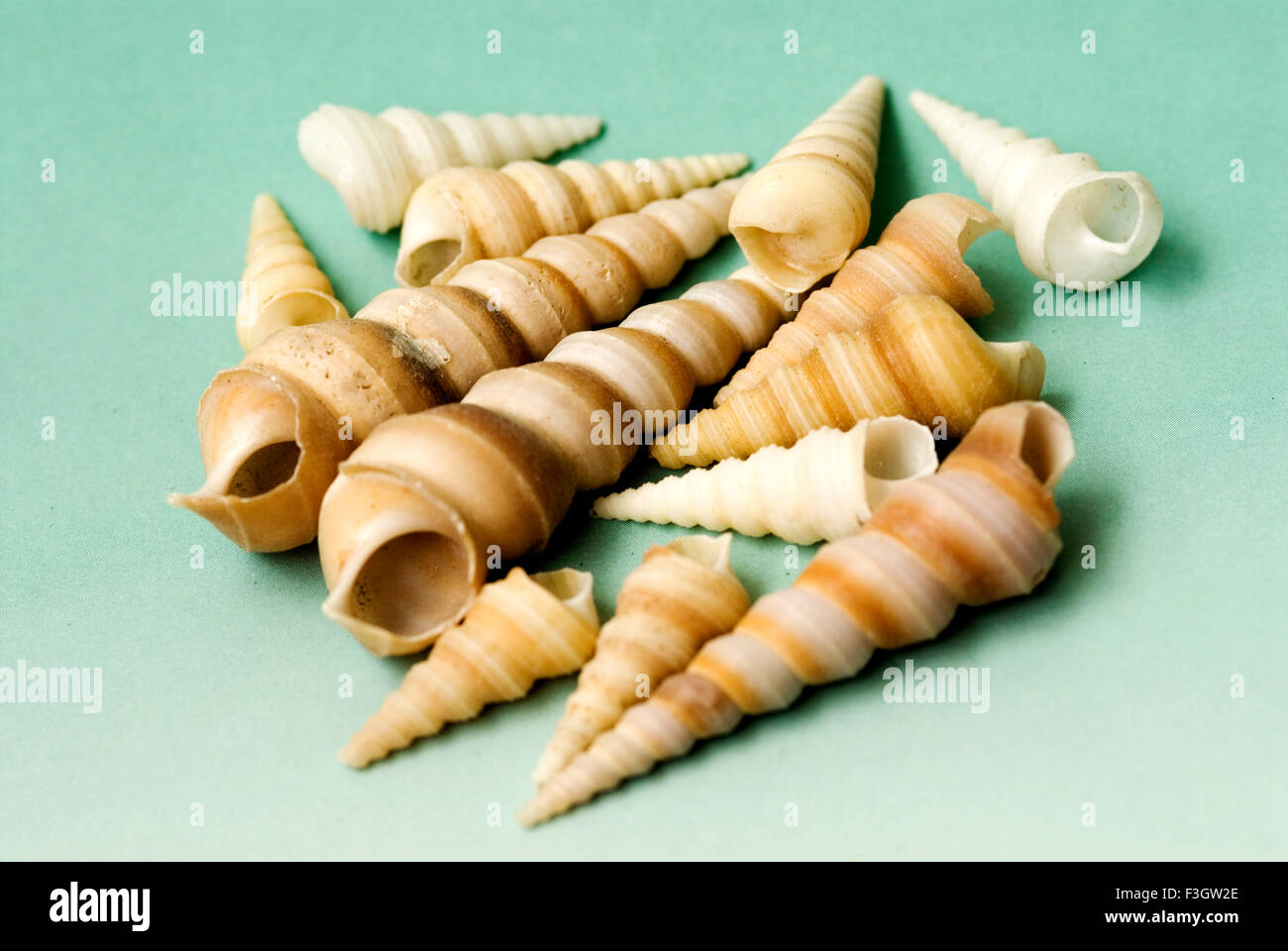 shell, shells, seashell, seashells, sea shell, sea shells Stock Photo