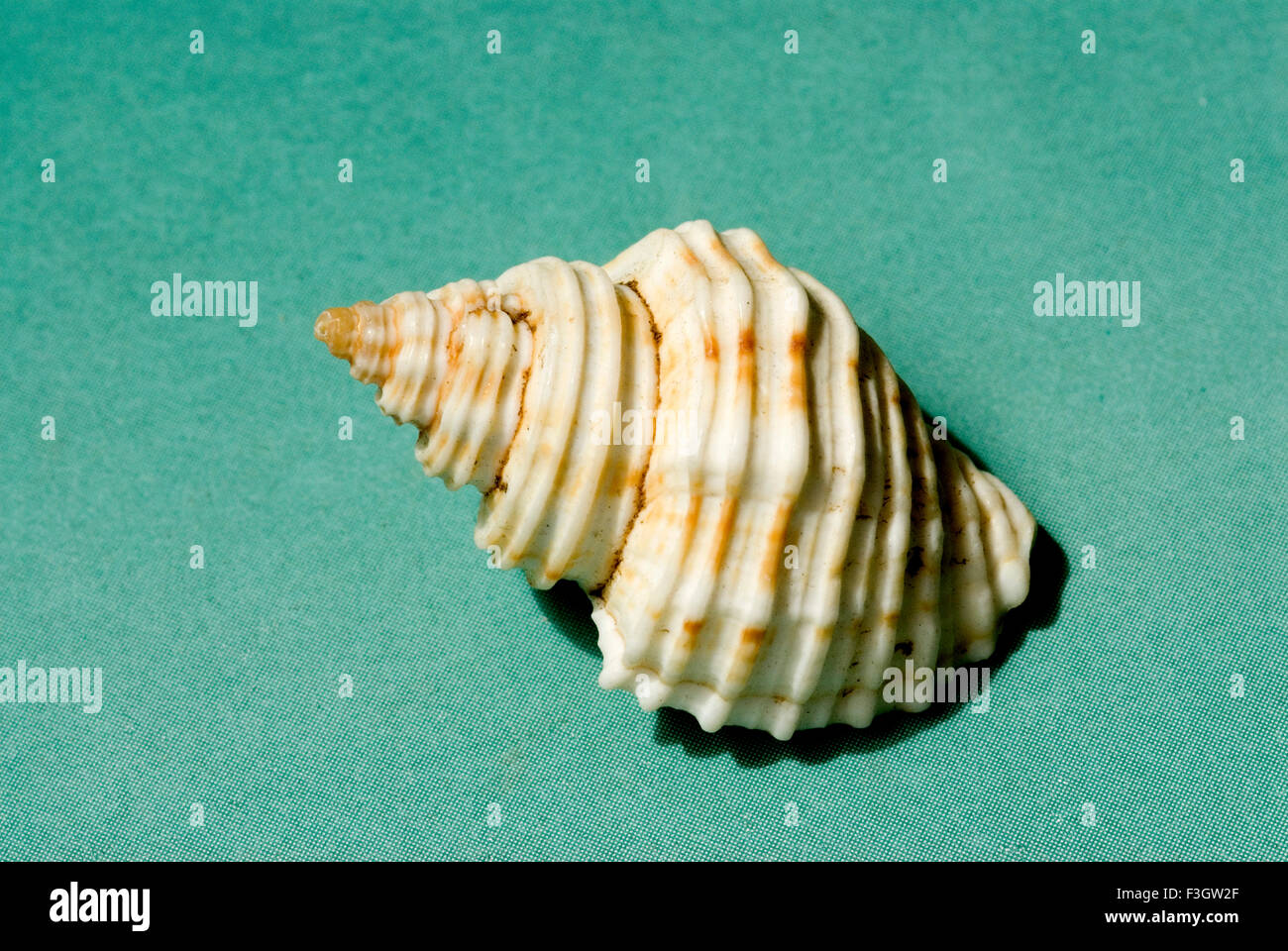 shell, shells, seashell, seashells, sea shell, sea shells Stock Photo