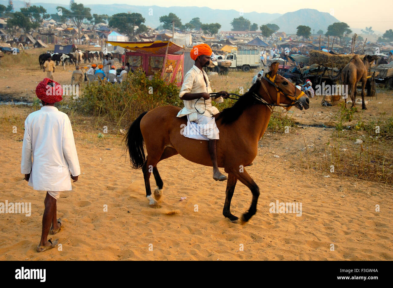 Horse trader rides horse at Pushkar cattle fair ; Pushkar ; Rajasthan ; India Stock Photo