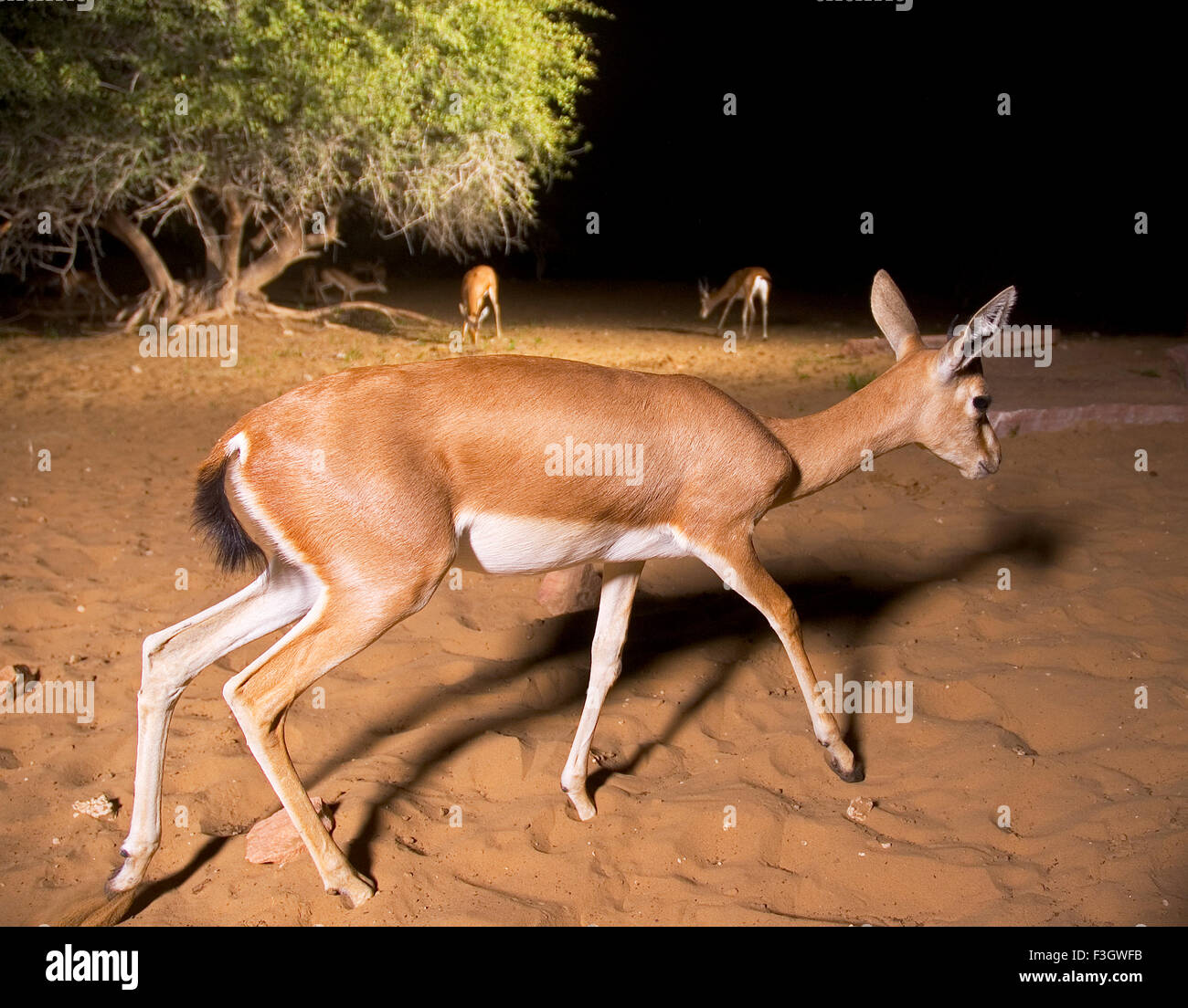 Indian gazelle or deer taken care by bishnoi community of village Jajiwal near Jodhpur ; Rajasthan ; India Stock Photo