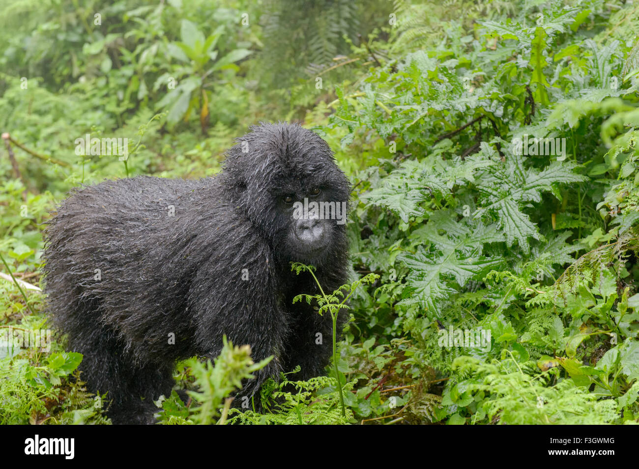 Mountain Gorilla (Gorilla beringei beringei) juvenile from Agasha group in vegetation, looking at camera, wet from rain, Volcano Stock Photo