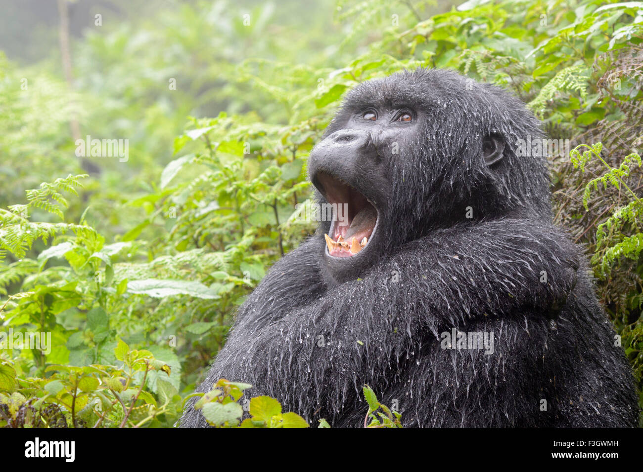 Mountain Gorilla (Gorilla gorilla beringei) female from the Agasha group, portrait in rain and yawning,  Volcanoes national park Stock Photo