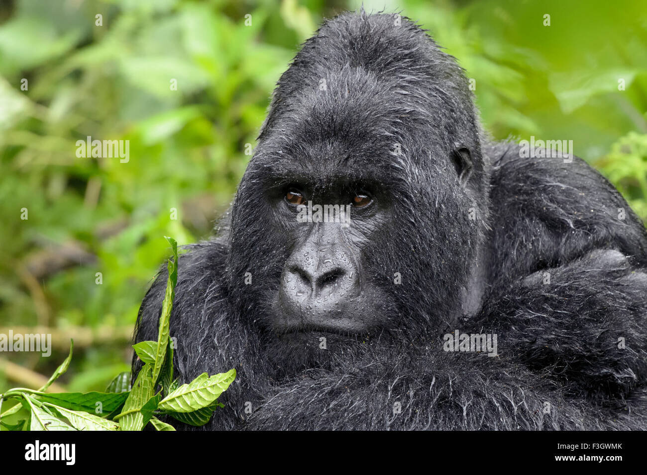Mountain Gorilla (Gorilla gorilla beringei) large silverback male from the Sabyinyo group, portrait in thick vegetation and rain Stock Photo