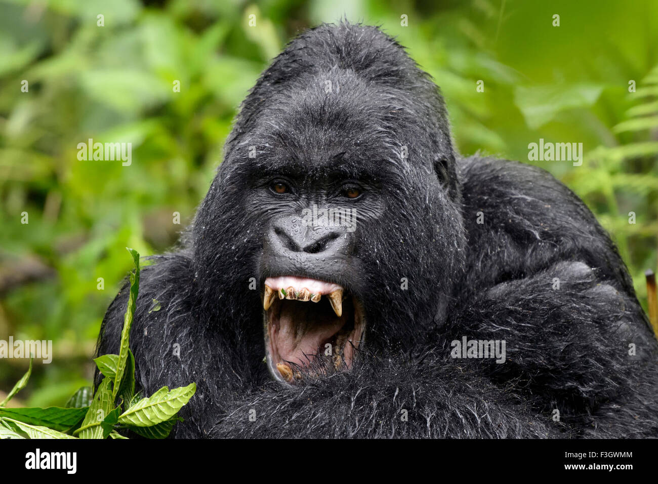 Mountain Gorilla (Gorilla gorilla beringei) large silverback male from the Sabyinyo group, portrait in rain and yawning,  Volcan Stock Photo