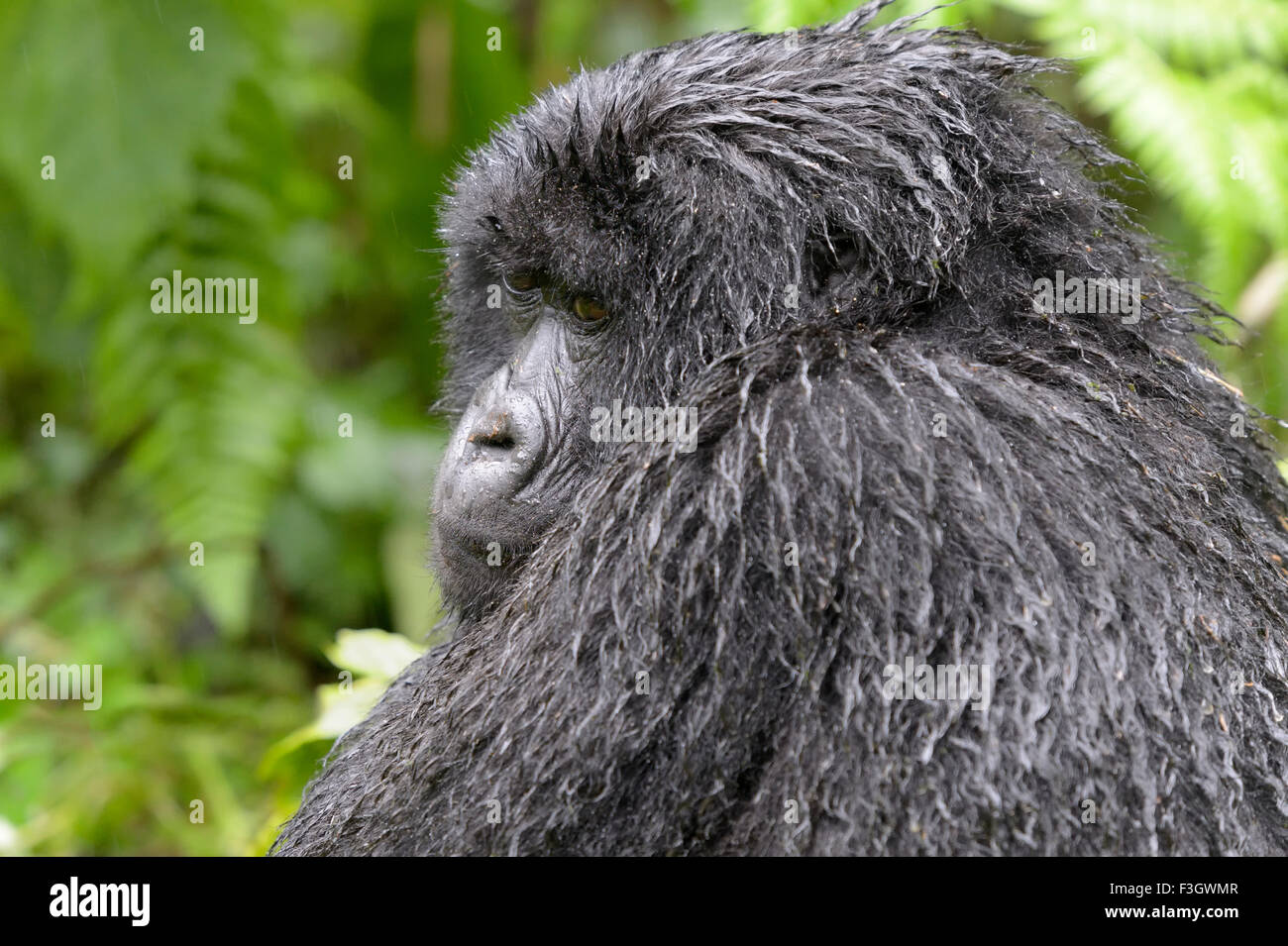 Mountain Gorilla (Gorilla gorilla beringei) female from the Sabyinyo group, portrait in forest and wet from rain, Rwanda Stock Photo