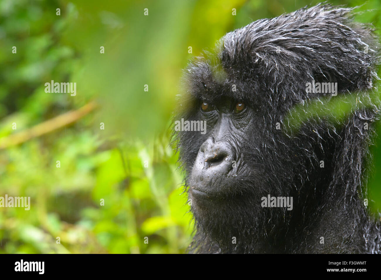 Mountain Gorilla (Gorilla gorilla beringei) female from the Sabyinyo group, portrait in forest and wet from rain, Volcanoes Stock Photo