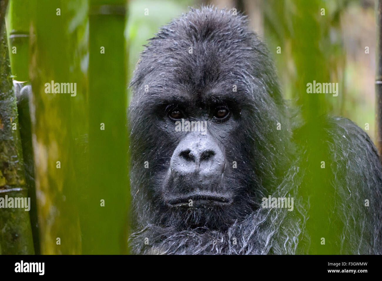 Mountain Gorilla (Gorilla gorilla beringei) large silverback male from the Sabyinyo group, portrait in bamboo forest and rain, l Stock Photo