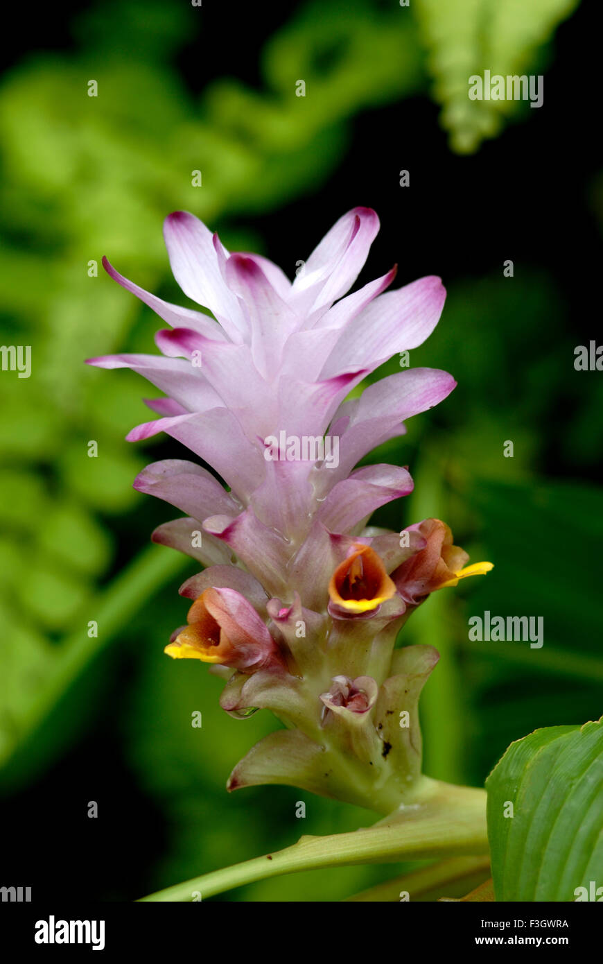 Curcuma pseudomontana hi-res stock photography and images - Alamy