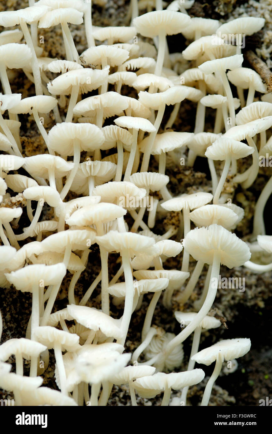 Mushrooms hygrophorus small size on the trail of asangaon ; district Thane ; Maharashtra ; India Stock Photo