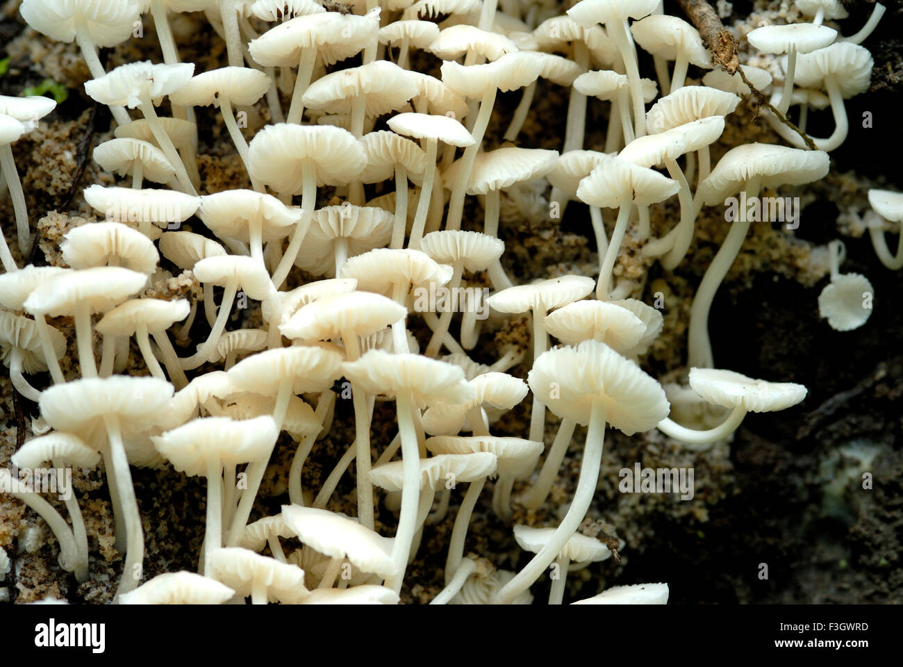 Mushrooms hygrophorus small size on the trail of asangaon ; district Thane ; Maharashtra ; India Stock Photo
