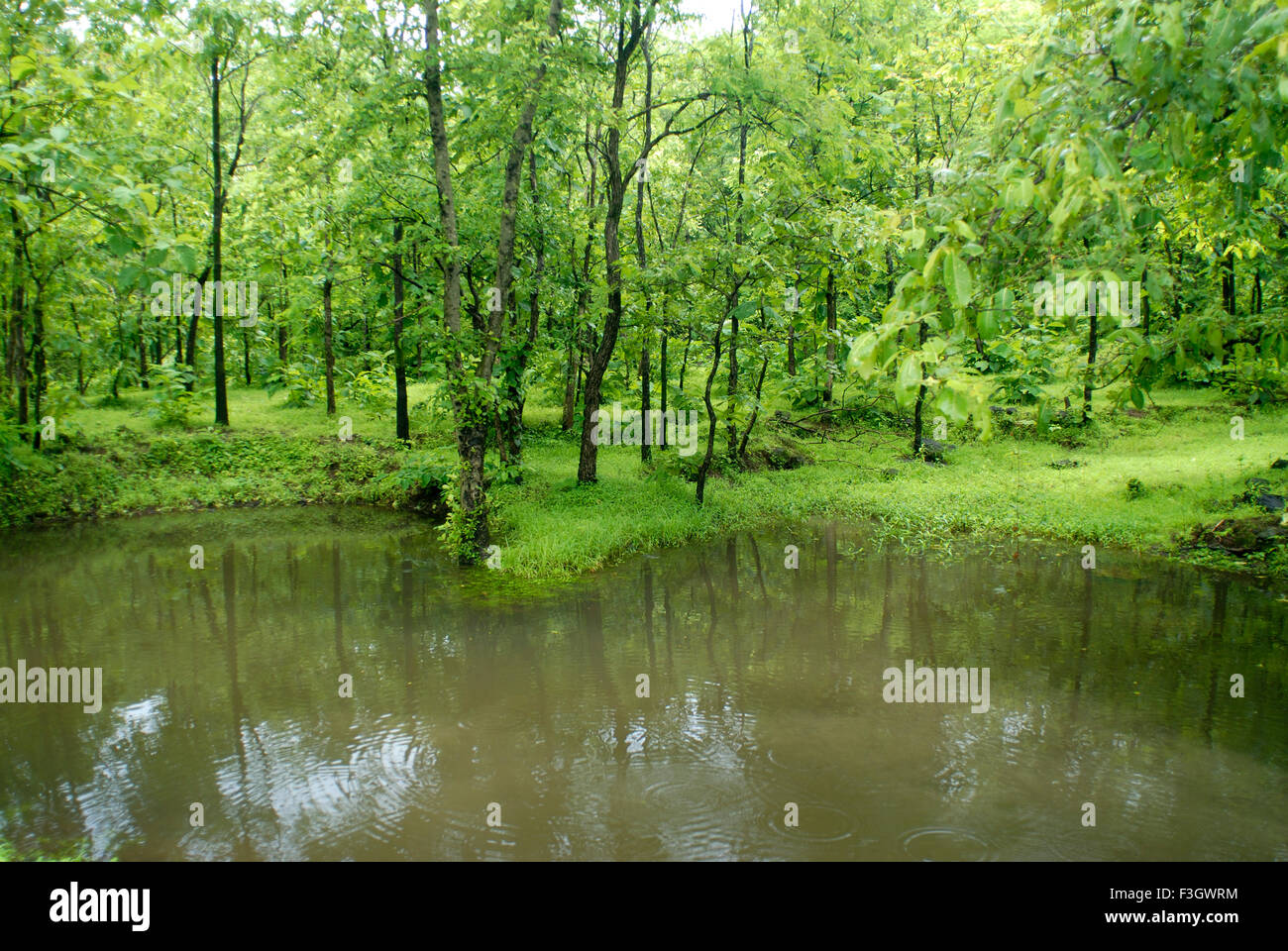Small pond in the forest of Asangaon ; district Thane ; Maharashtra ; India Stock Photo