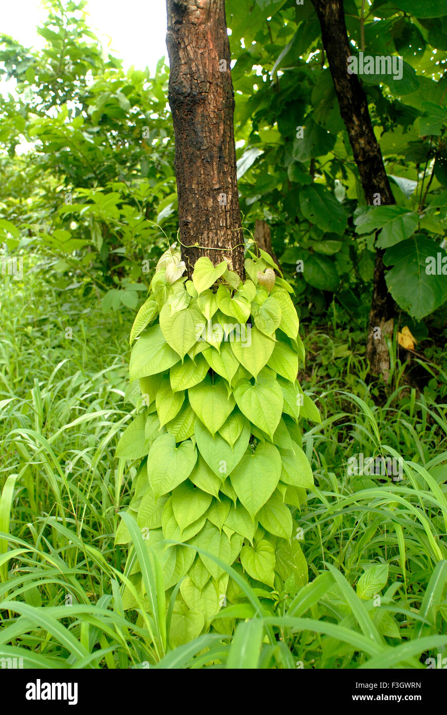 In monsoon climbing plants climb on tree trunks in the forest Asangaon