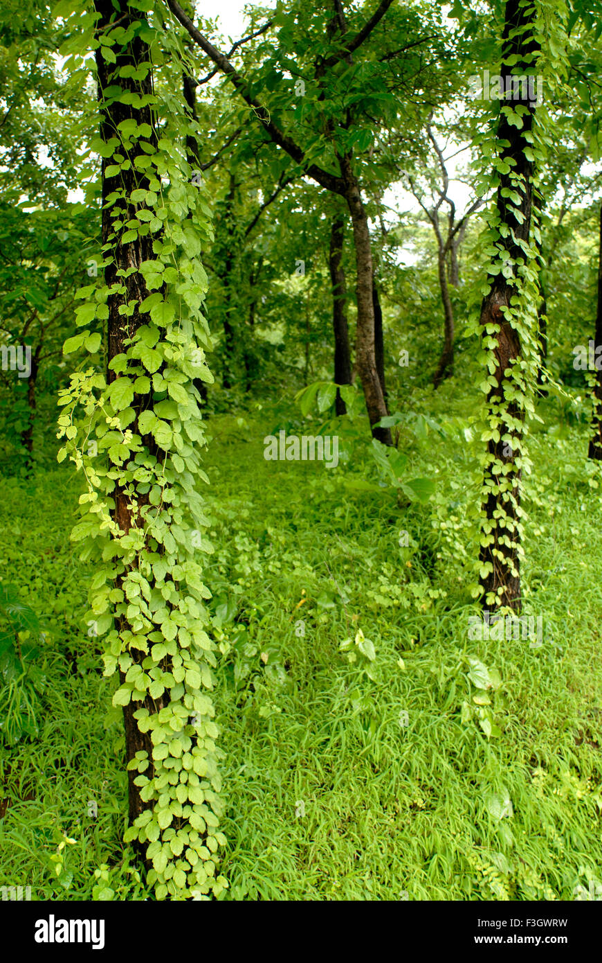 In monsoon climbing plants climb on tree trunks in the forest Asangaon