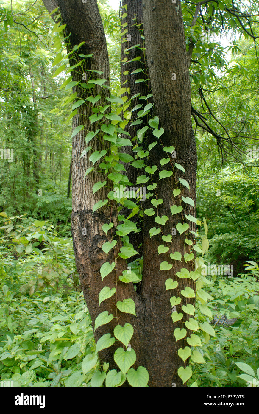 How Do Climbing Plants Climb at Todd Spann blog