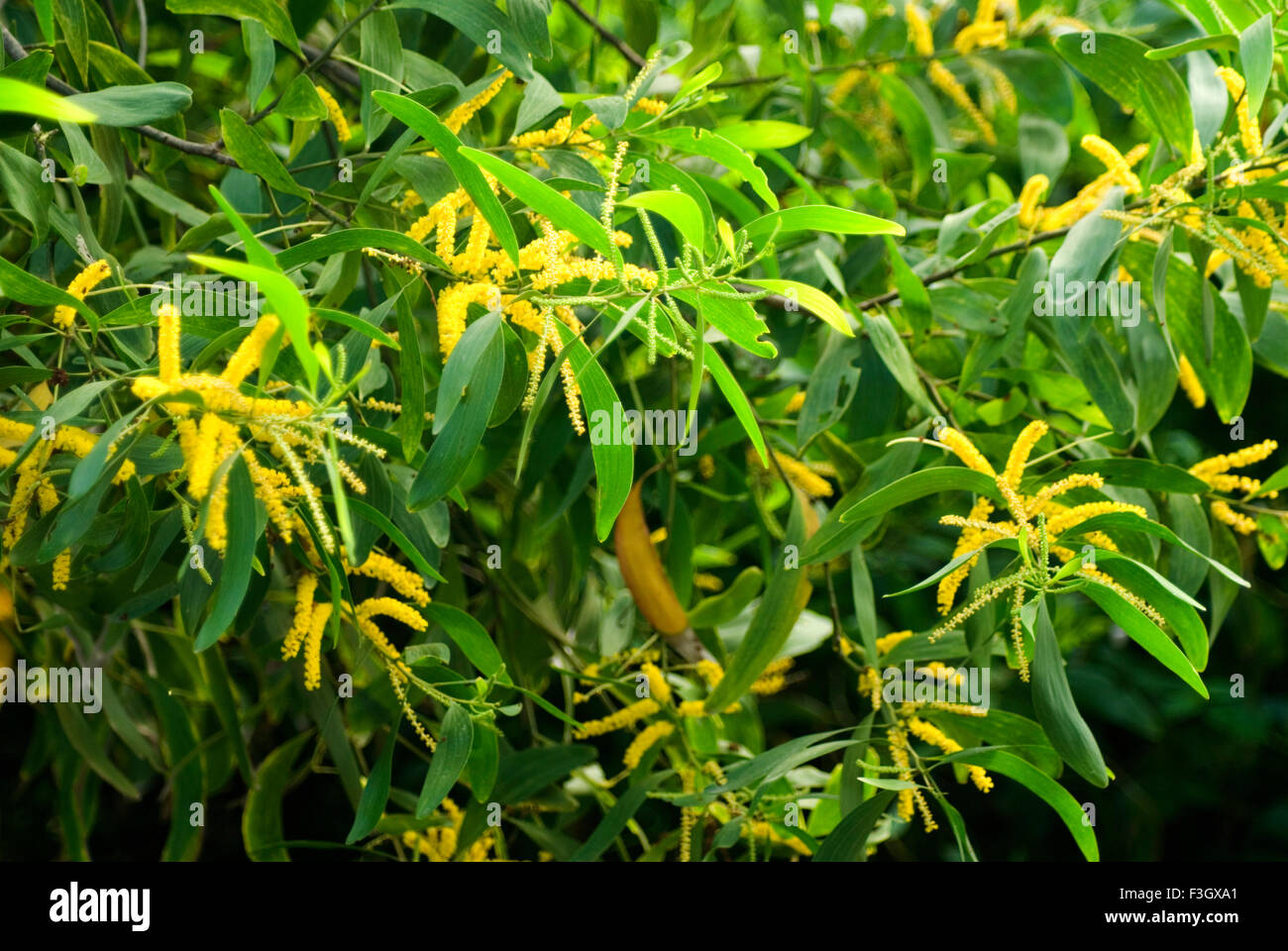 Yellow flowers and leaf of cacia tree Stock Photo
