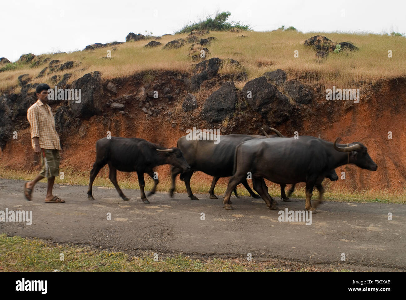 Man walking with buffalos herd at ganpatipule ; district Ratnagiri ; state Maharashtra ; India Stock Photo