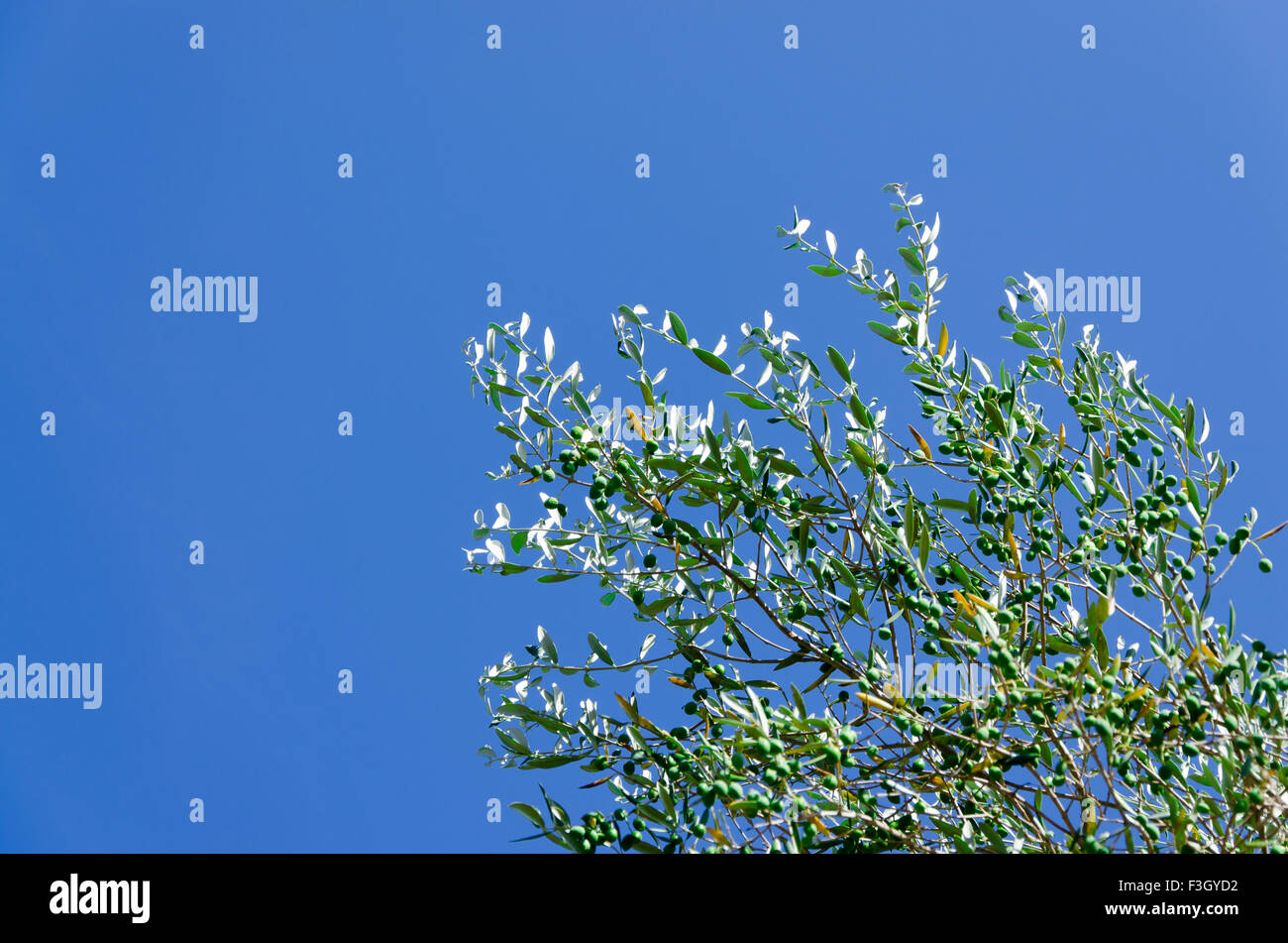 pot olive tree stock photos pot olive tree stock images christmas decorative villages