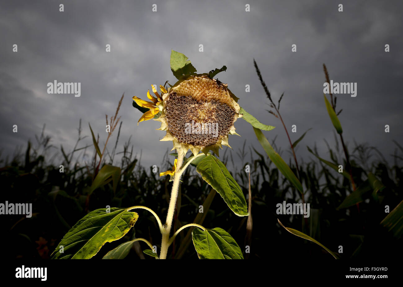 Drooping sunflower hires stock photography and images Alamy