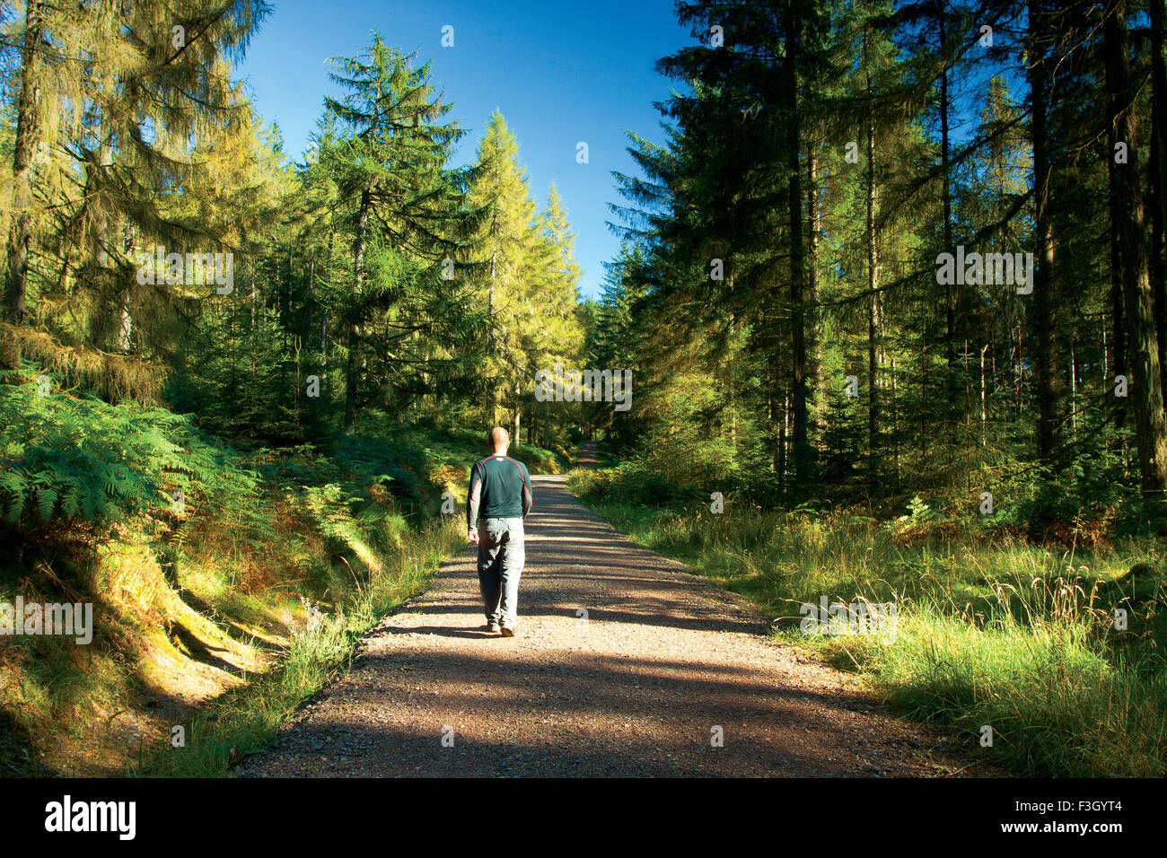 The Lime Craig Trail near Aberfoyle, Loch Lomond and the Trossachs National Park, Stirlingshire Stock Photo