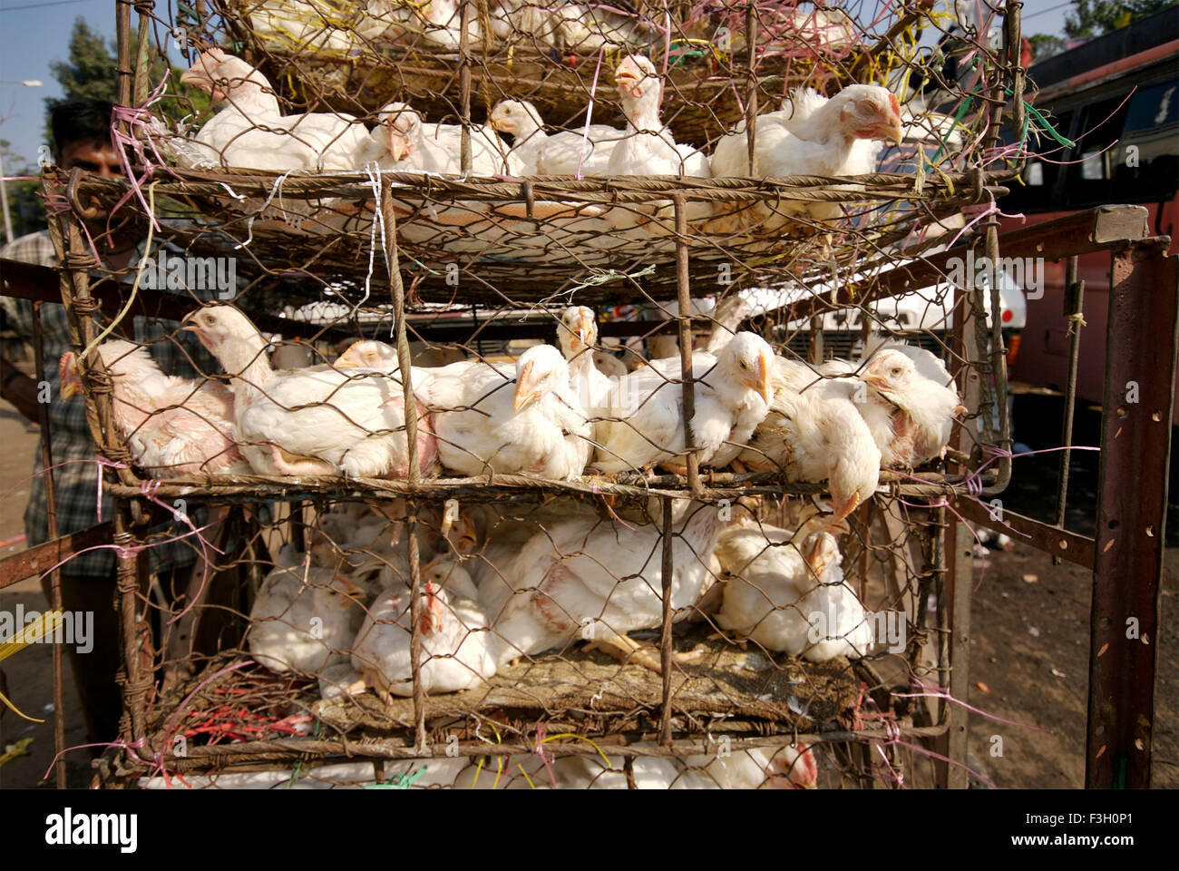 Livestock chicken carried in Cycle rickshaw ; Jabalpur ; Madhya Pradesh ...