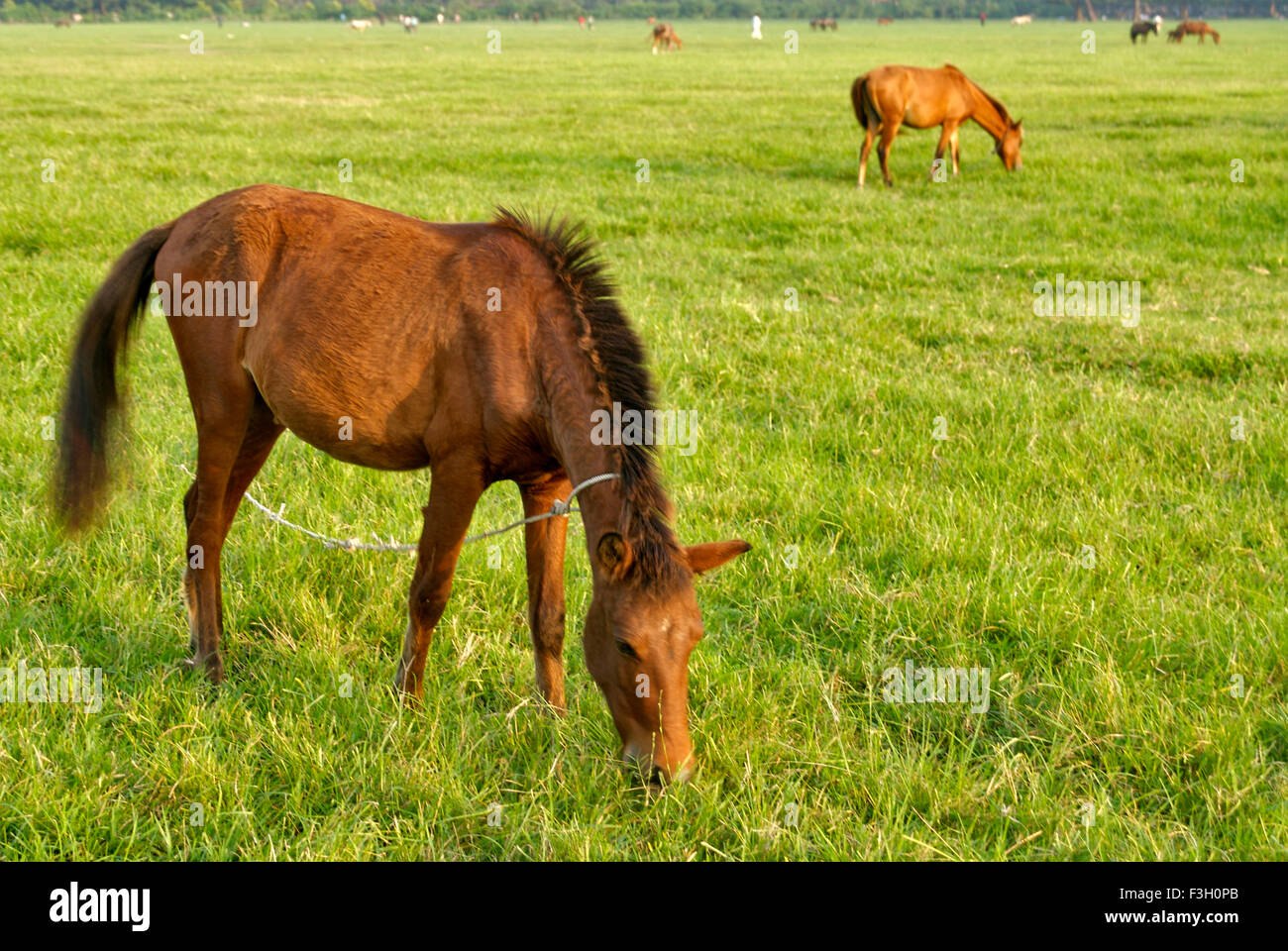Horses eating green grass ; Calcutta ; West Bengal ; India Stock Photo