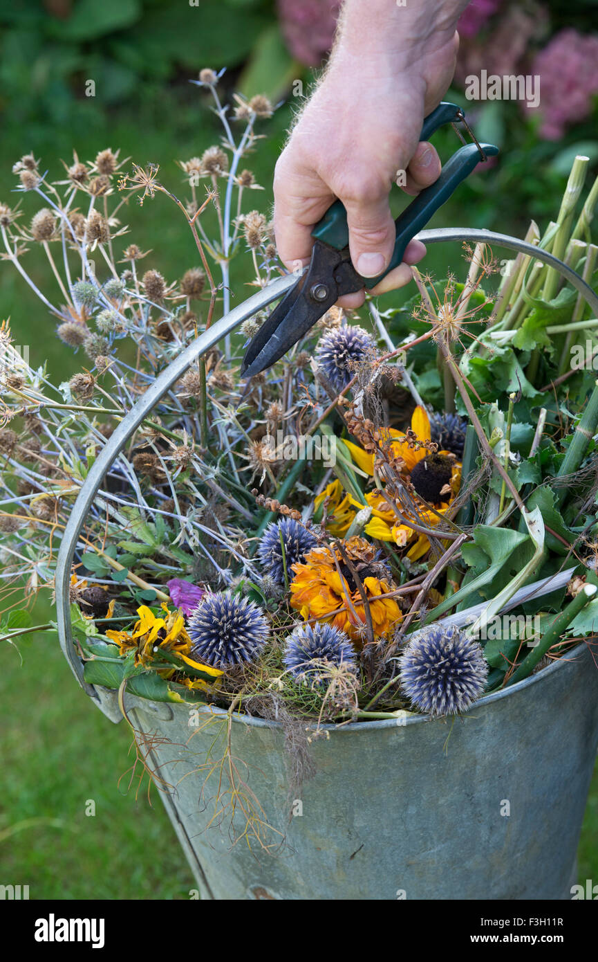 Gardener holding cutters picking up a metal bucket full of garden waste after clearing flowers in the garden in autumn. UK Stock Photo