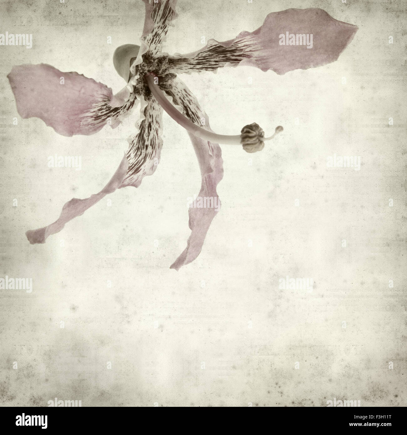 textured old paper background with silk floss tree flower Stock Photo