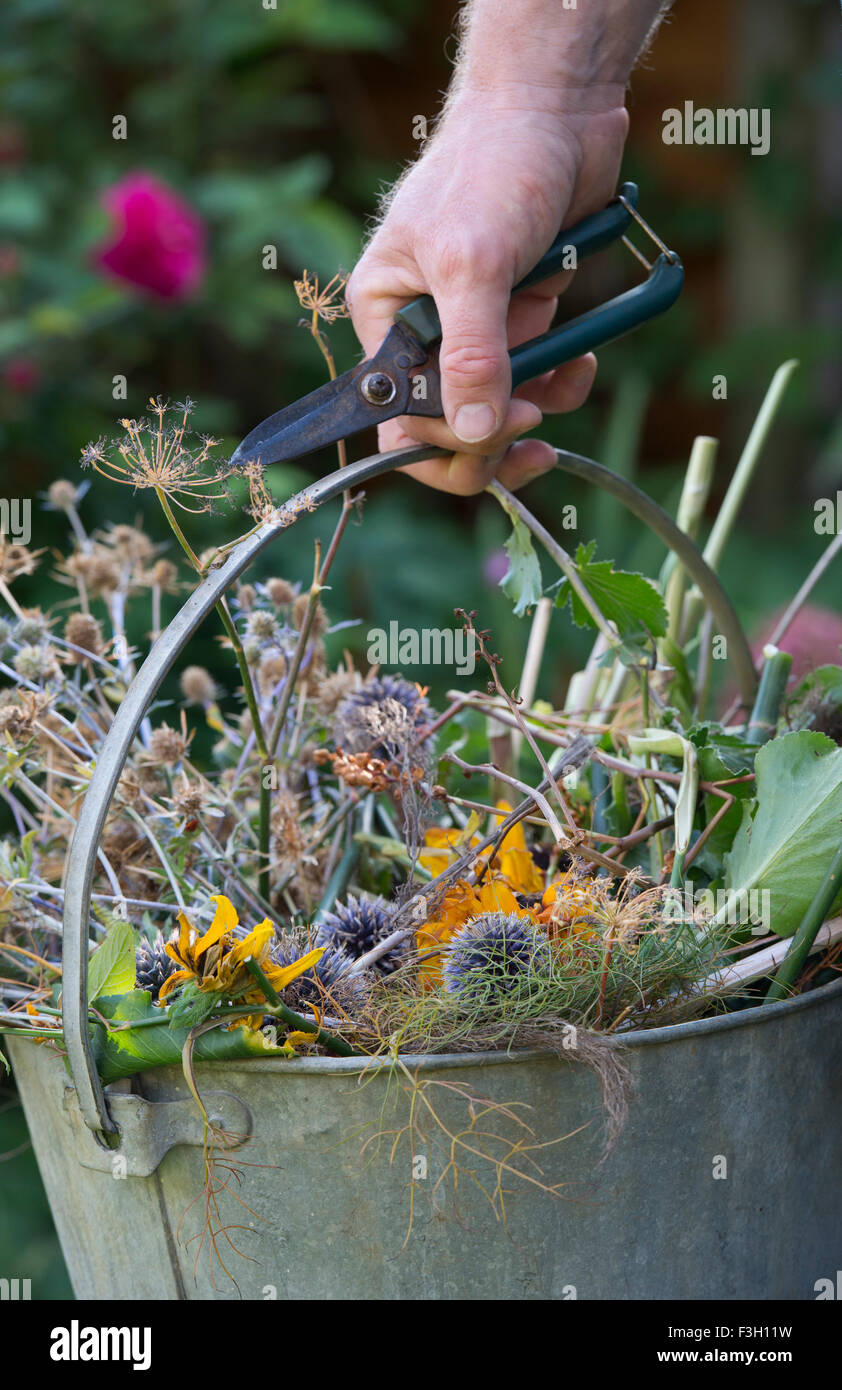 Gardener holding cutters picking up a metal bucket full of garden waste after clearing flowers in the garden in autumn. UK Stock Photo