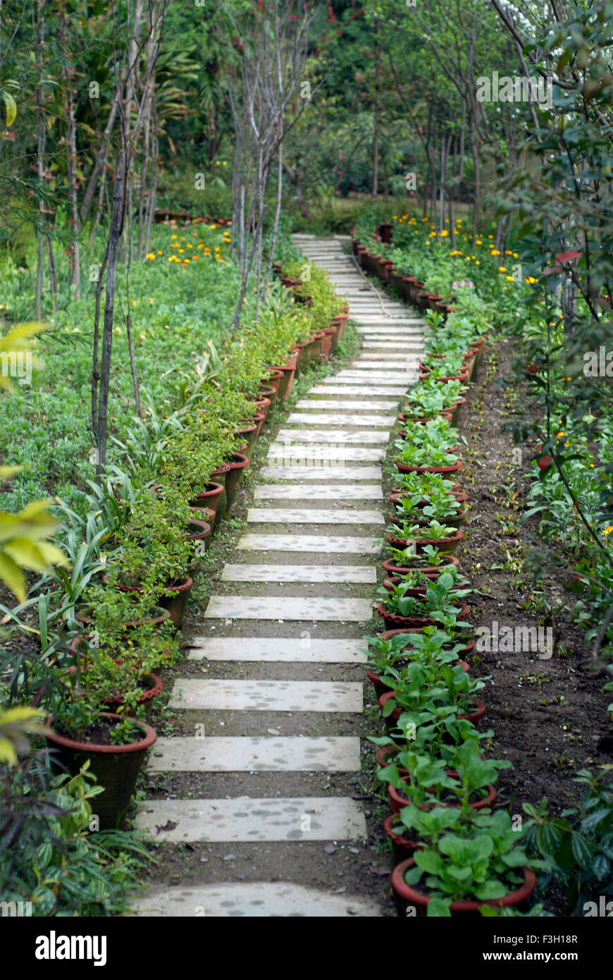 A path made up of tiles in a garden ; Dehradun ; Uttaranchal ; India