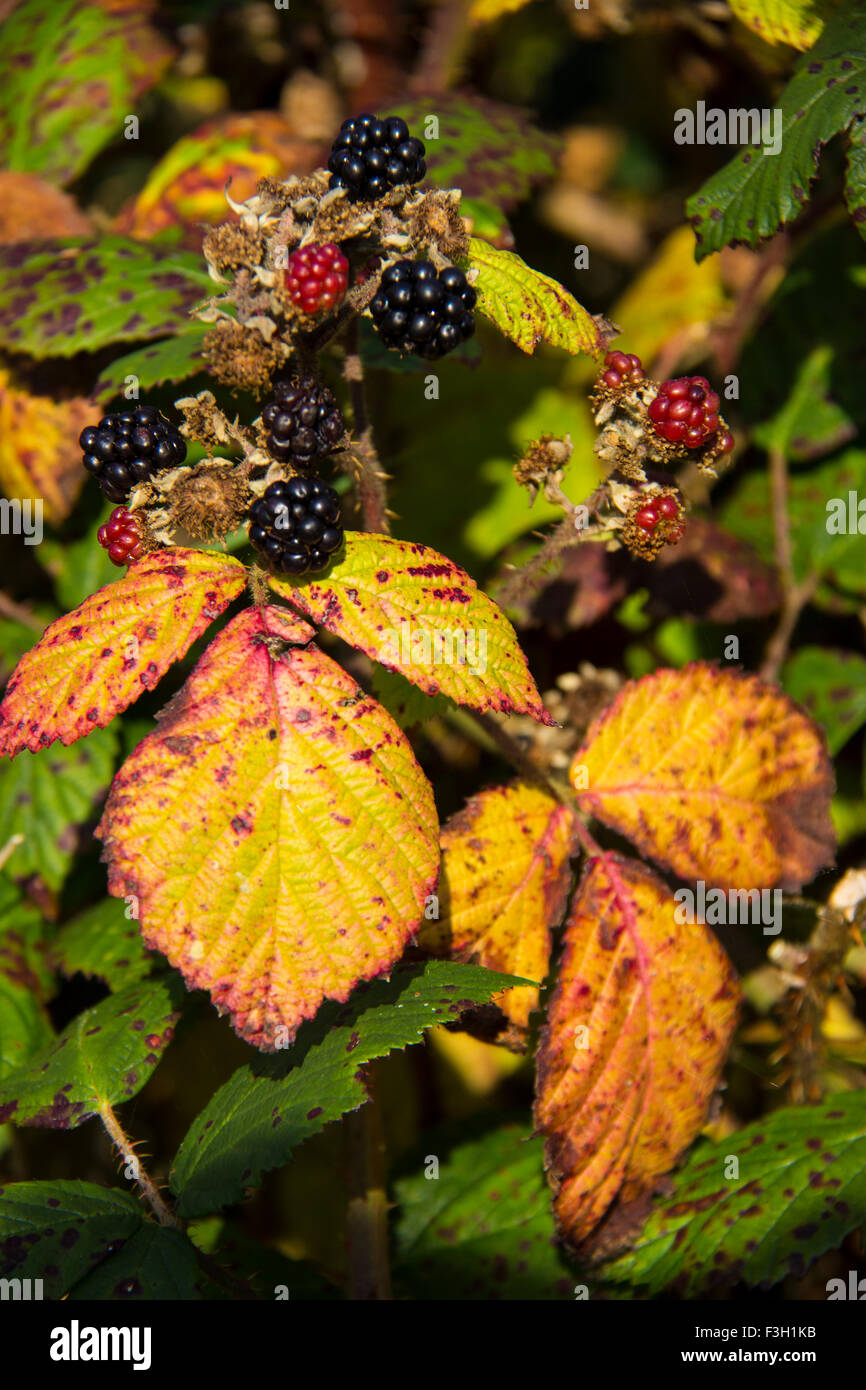 Changing colours hi-res stock photography and images - Alamy
