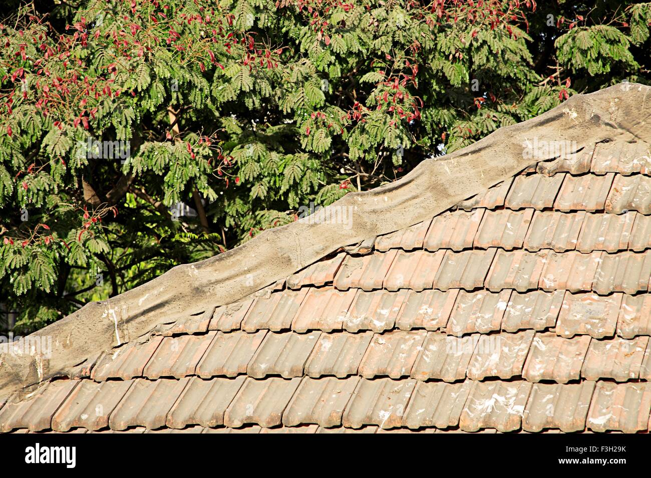 Chawl mud roof ; J Shankar Sheth Marg ; Grant Road ; Bombay Mumbai ; Maharashtra ; India mass; urban; housing; green Stock Photo
