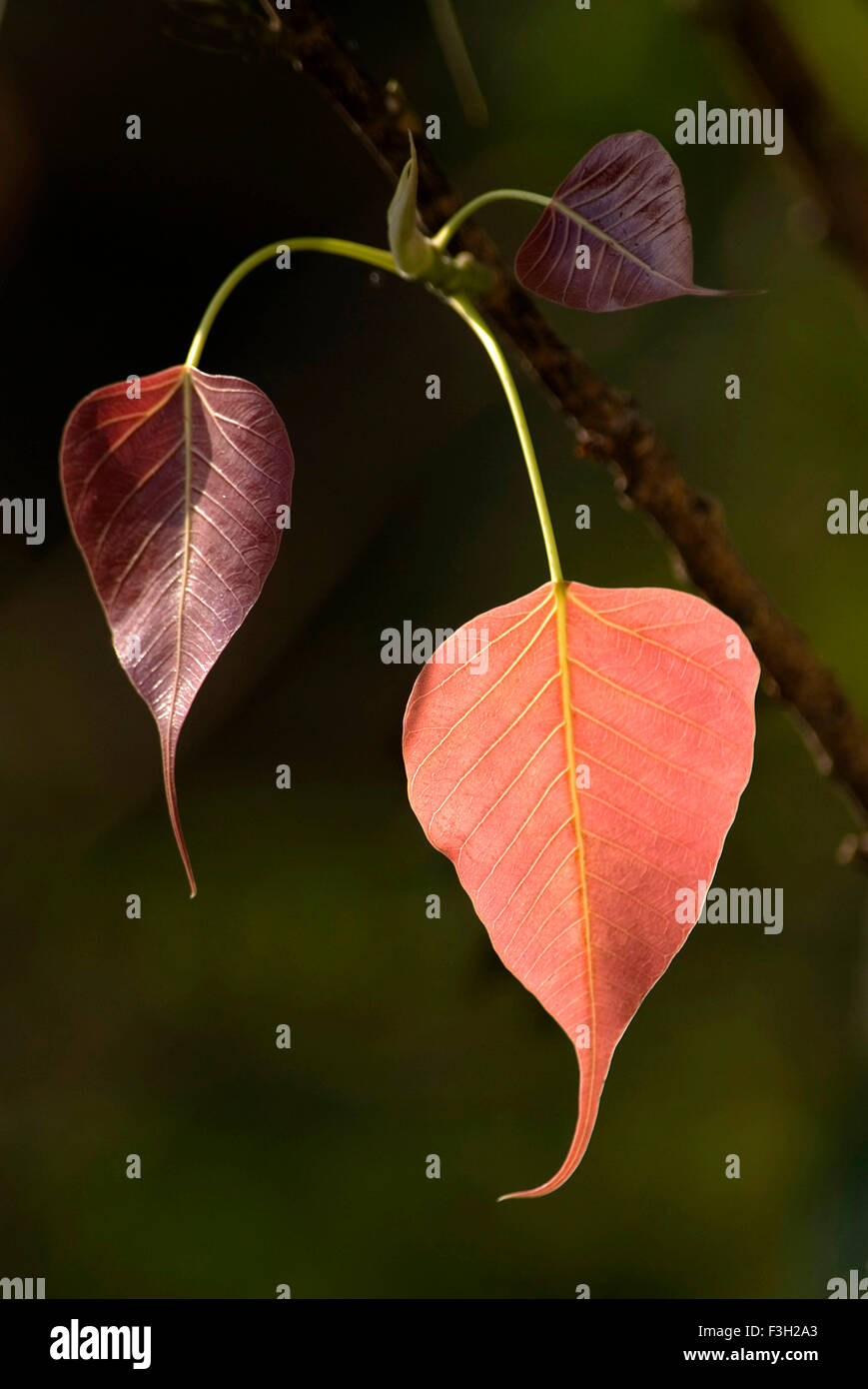 Red ficus religiosa sacred fig leaf hires stock photography and images