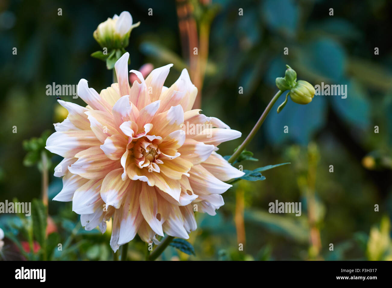 Dahlia - beautiful pink flower in the garden Stock Photo - Alamy