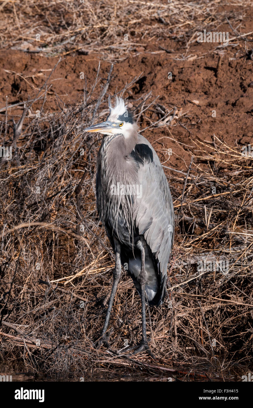 Great Blue Heron (Andea herodias) is a large wading bird common over North America and Central America near open water. Bosque d Stock Photo