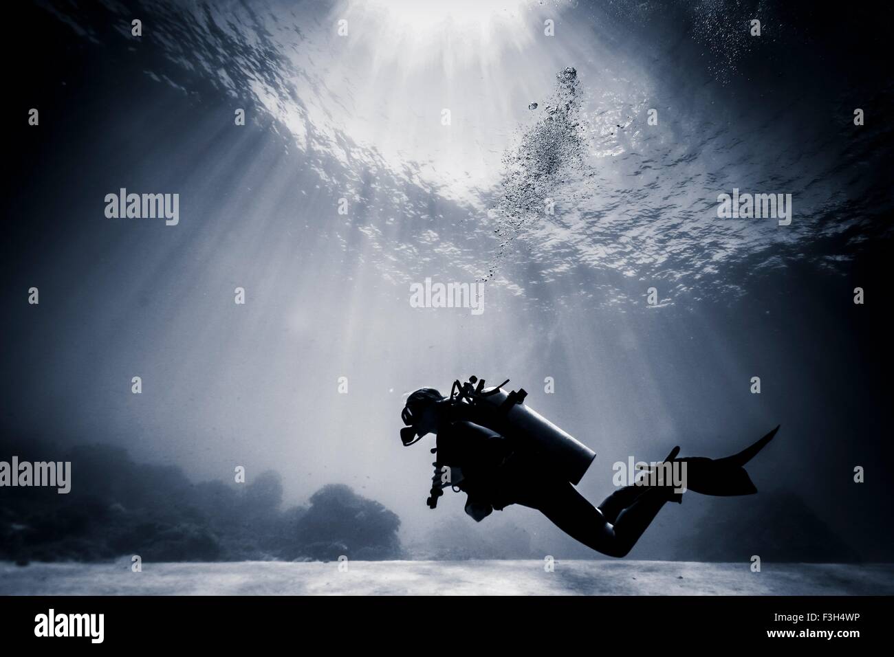 Silhouetted scuba diver swimming near coral reef, Lombok, Indonesia Stock Photo