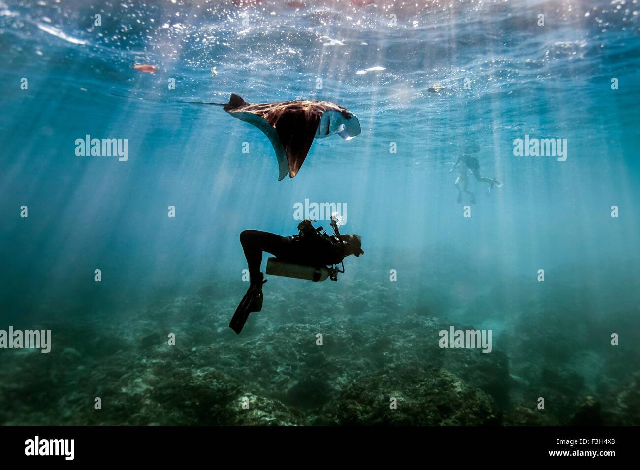 A Manta Ray (Manta alfredi) swimming over male scuba diver , Bali, Indonesia Stock Photo