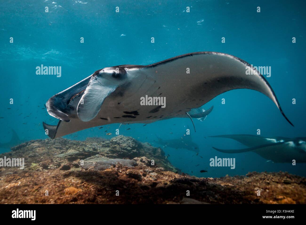 Manta Rays (Manta Alfredi) are cleaned by reef fish at a cleaning ...