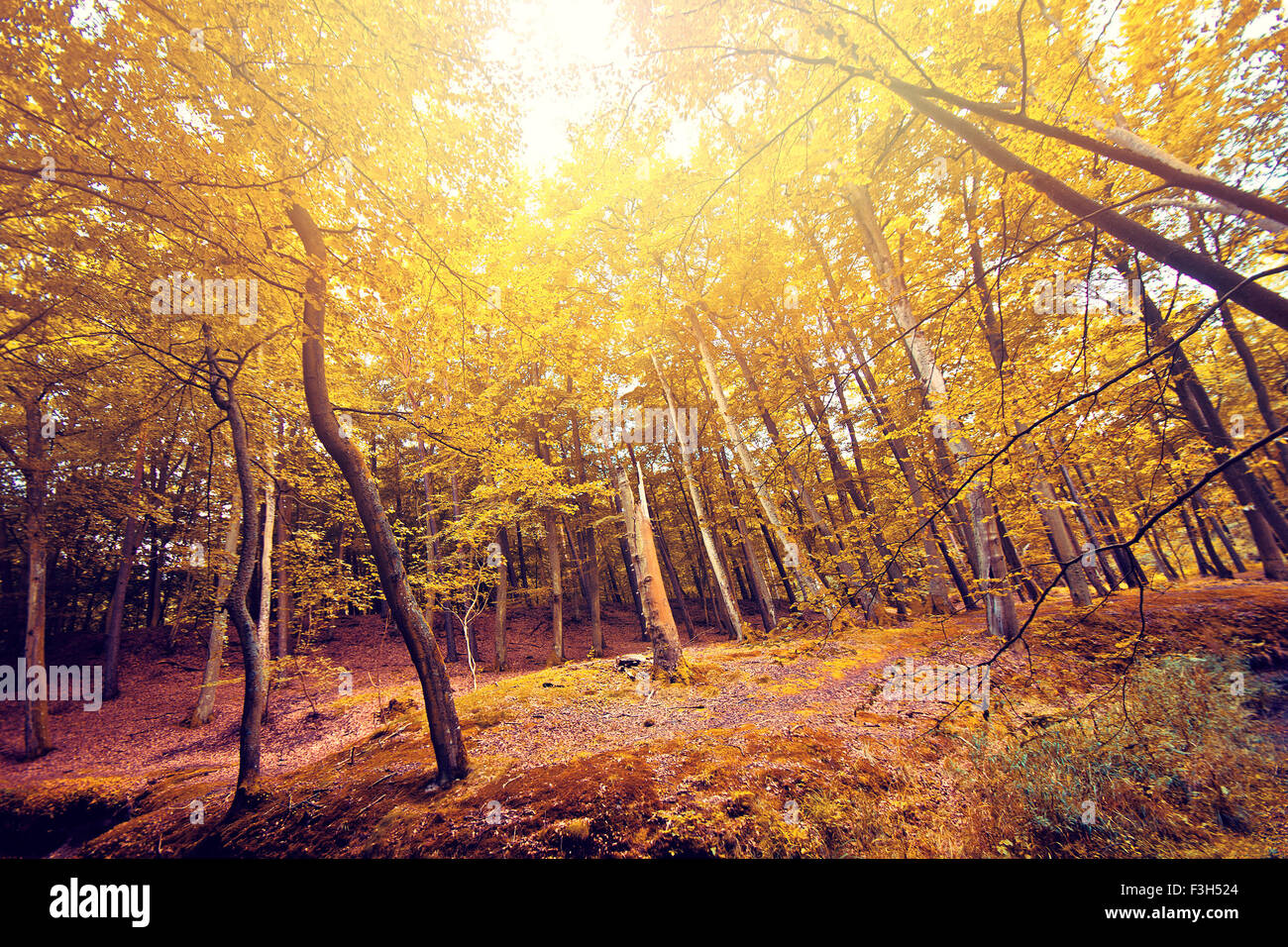 Fall in forest hi-res stock photography and images - Alamy