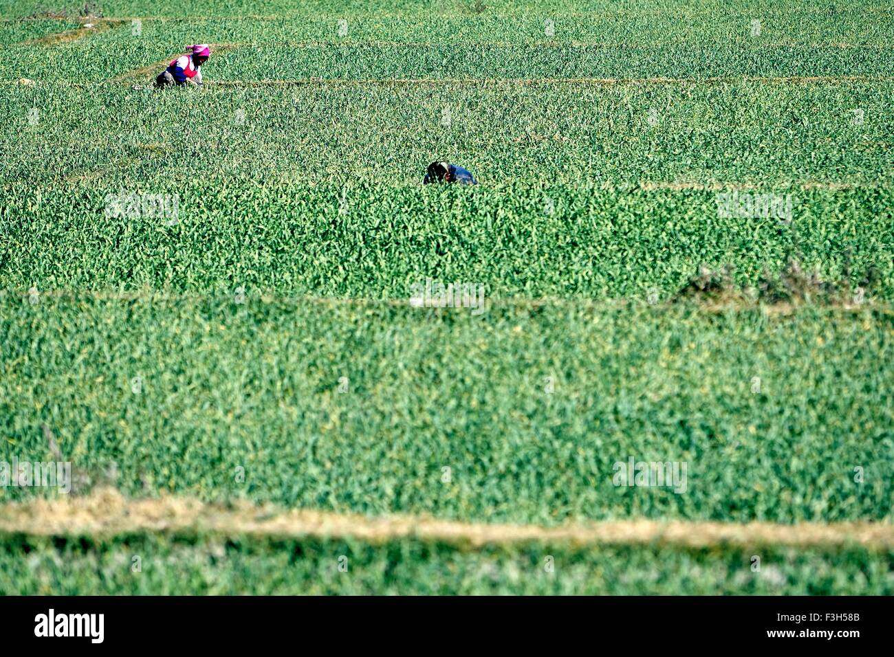 Two people harvesting rice in paddy field, Dali, Yunnan, China Stock Photo