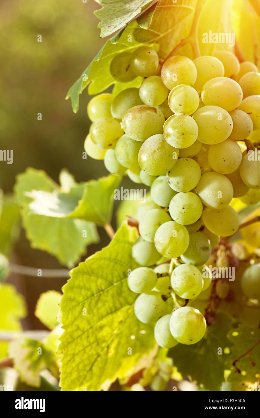 Grape of juicy delicious muscat. Abstract agriculture backgrounds Stock Photo