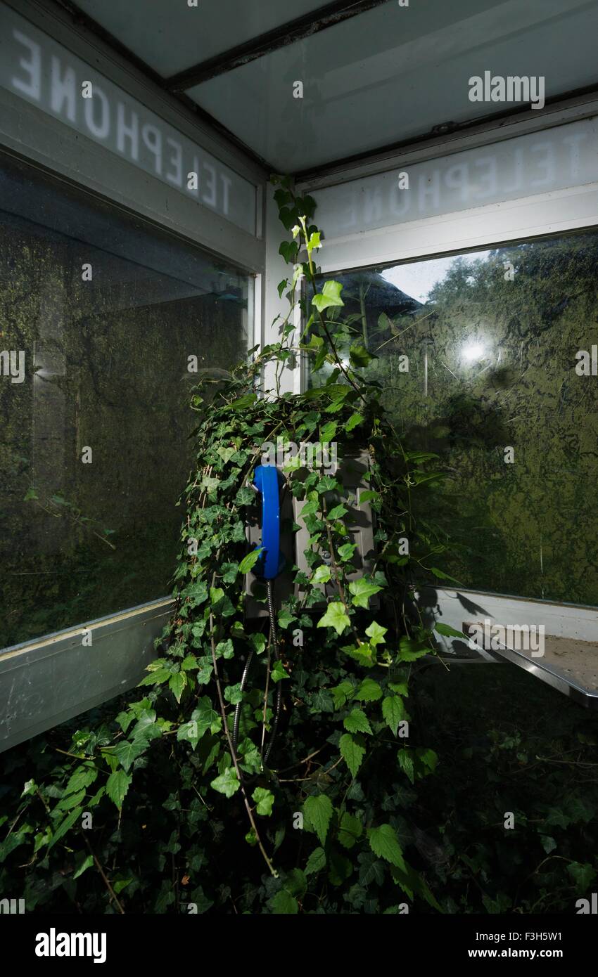 A public pay phone booth is overgrown with hedera but is still functioning Stock Photo