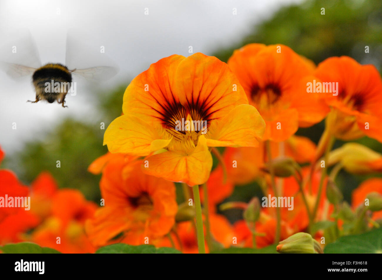 Nasturtium tropaeolum nasturtiums close up hires stock photography and