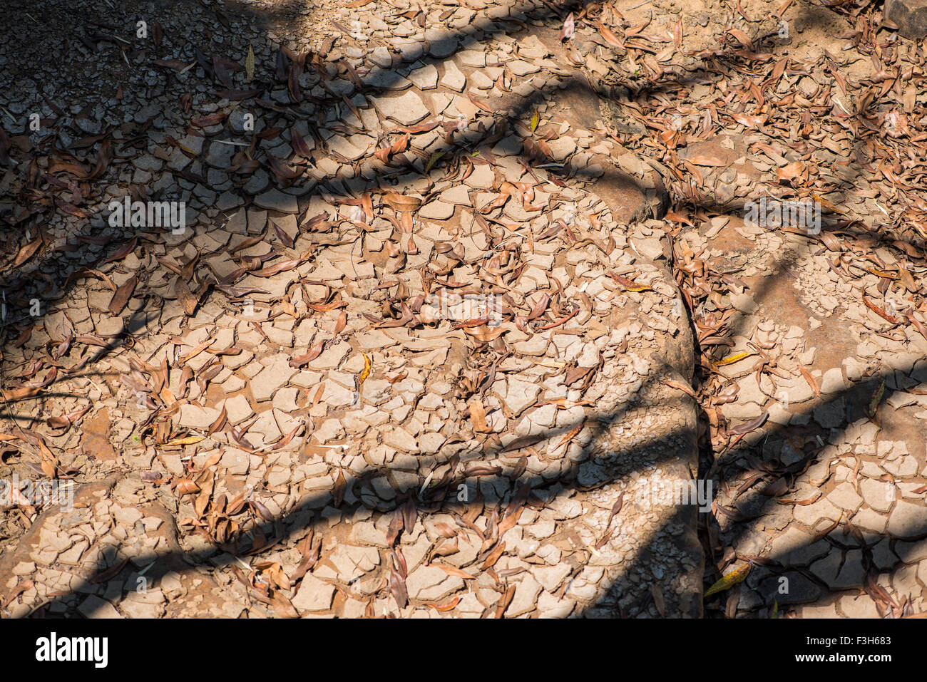 Dried mud framed by the shadows of the trees Stock Photo
