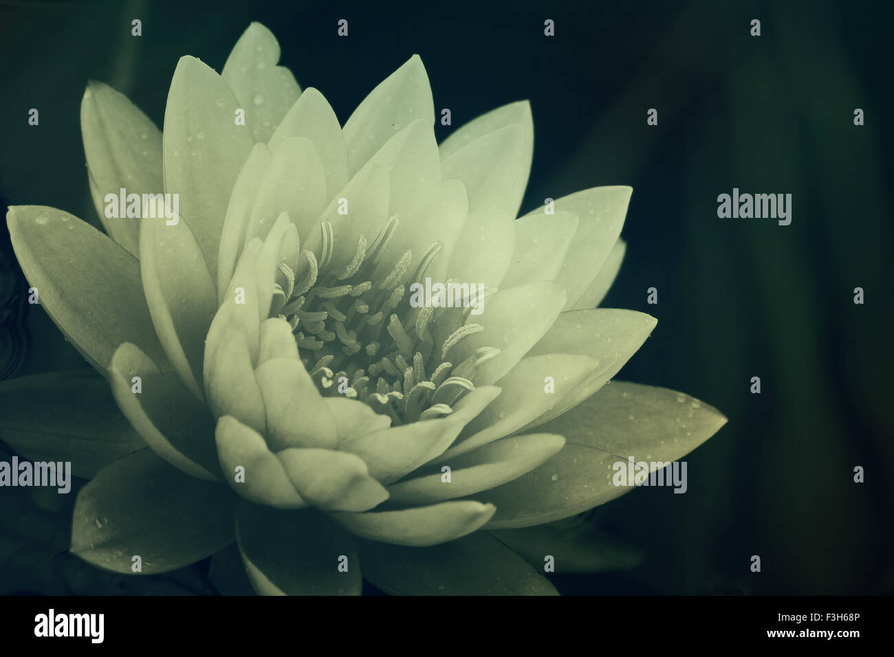 water lily in pond close up Stock Photo - Alamy