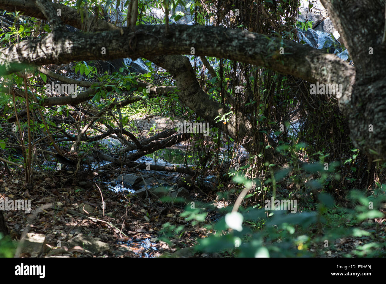 Secret shady pool of water in the Lowveld National Botanical Garden Stock Photo