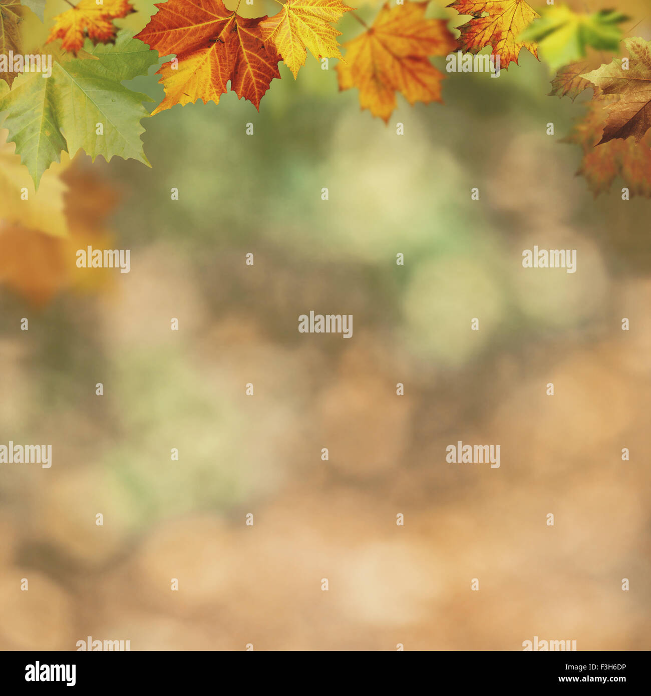 Abstract autumnal backgrounds for your design Stock Photo - Alamy
