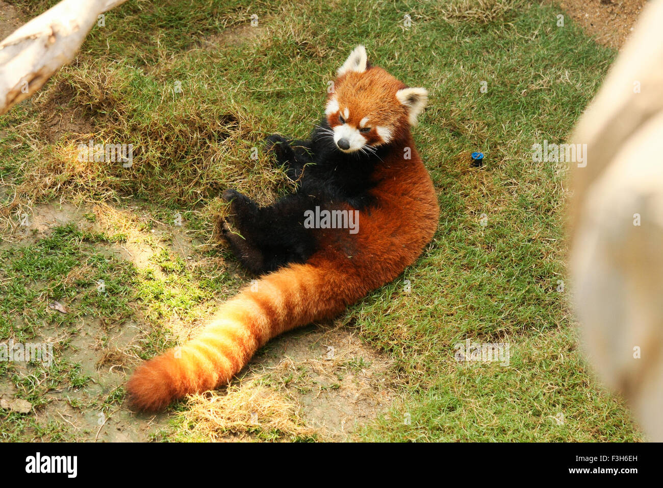 Red Panda Playing Stock Photo Alamy Red Panda Playing Stock Photo Alamy